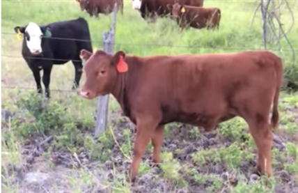 TRENDING NOW: How to get a cow to go home | iNFOnews.ca TRENDING NOW: How to get a cow to go home | iNFOnews.ca