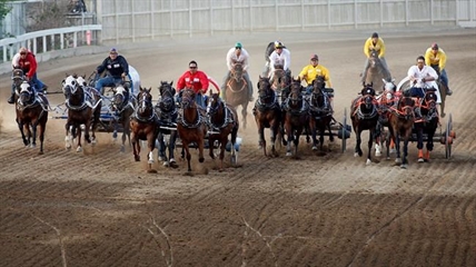 Chuckwagon race safety up for review after six horses die during Stampede event | iNFOnews.ca Chuckwagon race safety up for review after six horses die during Stampede event | iNFOnews.ca