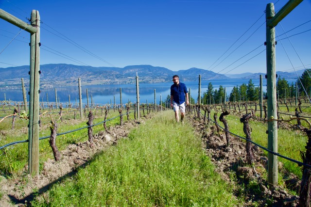 iN WINE Wednesday: CedarCreek Sauvignon Blanc | iNFOnews.ca iN WINE Wednesday: CedarCreek Sauvignon Blanc | iNFOnews.ca