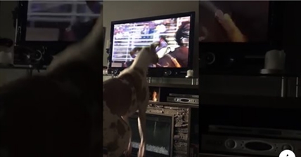 TRENDING NOW: This dog is training for the rodeo | iNFOnews.ca