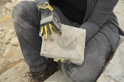 'Fearsome-looking animal' discovered at Burgess Shale in B.C. national park | iNFOnews.ca