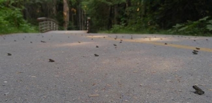 Closures imposed, more possible as toadlet migration underway in Whistler | iNFOnews.ca