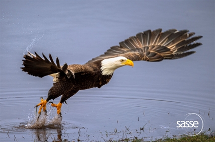 Rare footage of B.C. eagles goes viral | iNFOnews.ca Rare footage of B.C. eagles goes viral | iNFOnews.ca