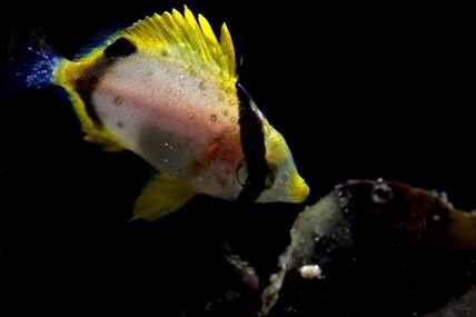 Scientist says tropical fish documented by diver signal warming Atlantic waters | iNFOnews.ca Scientist says tropical fish documented by diver signal warming Atlantic waters | iNFOnews.ca