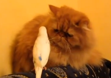 Birds annoying cats | iNFOnews.ca