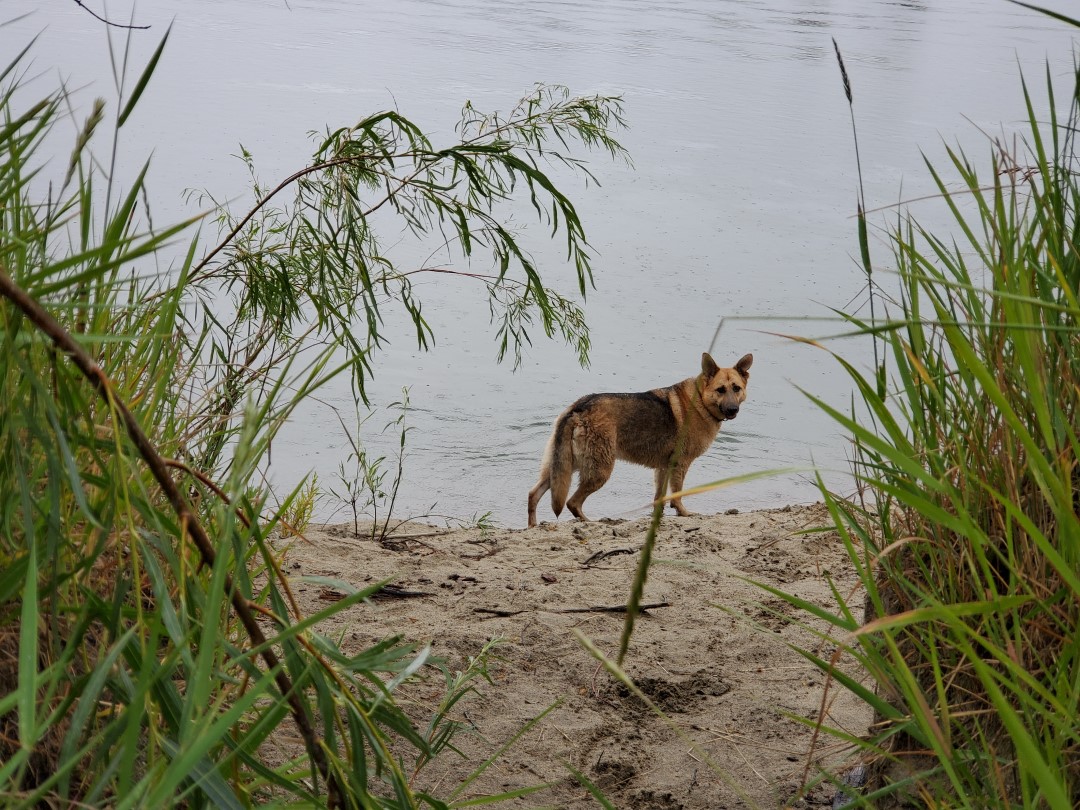 24 spots in Kamloops to let your dog run, swim and play off-leash | iNFOnews.ca 24 spots in Kamloops to let your dog run, swim and play off-leash | iNFOnews.ca