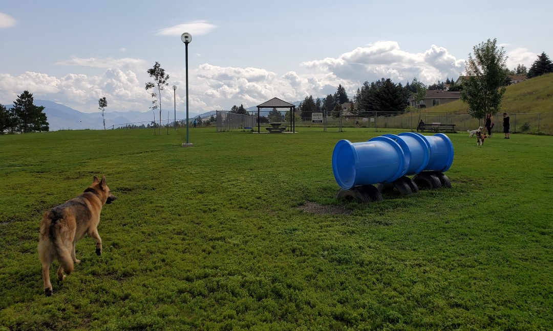 24 spots in Kamloops to let your dog run, swim and play off-leash | iNFOnews.ca 24 spots in Kamloops to let your dog run, swim and play off-leash | iNFOnews.ca