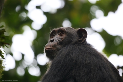 Kelowna man living with chimps witnesses beauty, community and atrocity | iNFOnews.ca