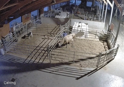 B.C. Mounties search for pair in 'bloody' arrow-death of dairy calf | iNFOnews.ca B.C. Mounties search for pair in 'bloody' arrow-death of dairy calf | iNFOnews.ca