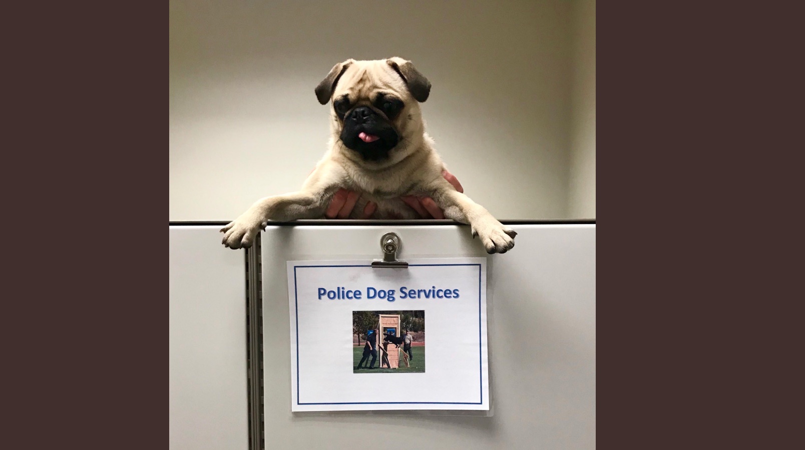 Kelowna Mounties save pug, put positive spin on potentially deadly situation | iNFOnews.ca