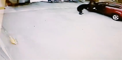 iN VIDEO: Who needs opposable thumbs? Not this bear | iNFOnews.ca iN VIDEO: Who needs opposable thumbs? Not this bear | iNFOnews.ca