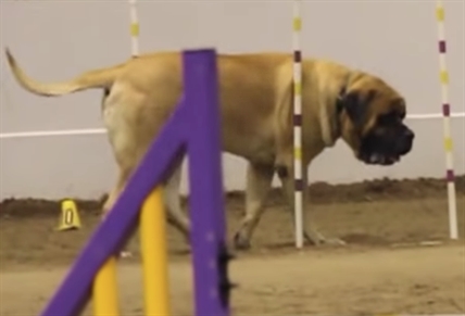 TRENDING NOW: Bull mastiff takes on agility course | iNFOnews.ca TRENDING NOW: Bull mastiff takes on agility course | iNFOnews.ca