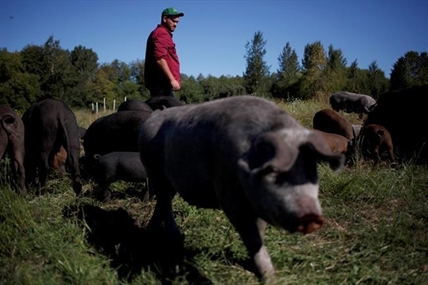 Meat-subscription-box companies take over marketing chores for farmers | iNFOnews.ca