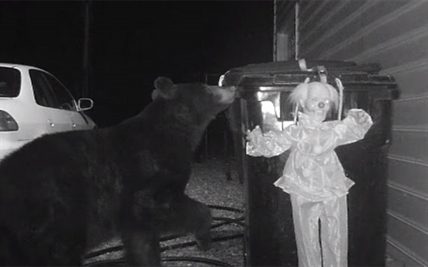 TRENDING NOW: DIY bear-proofing | iNFOnews.ca