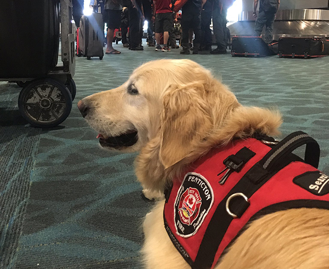 Penticton fire chief heads to Bahamas with search dog Sammy as part of rescue team | iNFOnews.ca