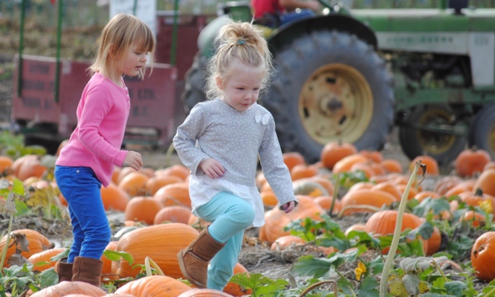 It isn't autumn without pumpkins, corn mazes and hay rides | iNFOnews.ca
