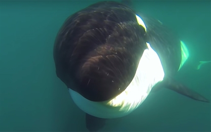 TRENDING NOW: Orca plays with boaters in Mexico | iNFOnews.ca