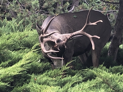 Huge 'majestic' buck takes daily visits to Vernon backyard | iNFOnews.ca