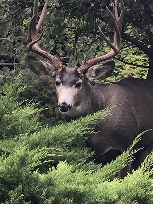 Huge 'majestic' buck takes daily visits to Vernon backyard | iNFOnews.ca