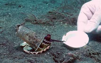 TRENDING NOW: Octopus trades plastic cup for shiny new shell | iNFOnews.ca TRENDING NOW: Octopus trades plastic cup for shiny new shell | iNFOnews.ca