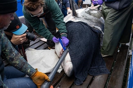 Great white tagging program off N.S. stirs debate over treatment of sharks | iNFOnews.ca