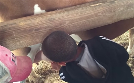TRENDING NOW: Utter shock for kid milking a cow | iNFOnews.ca