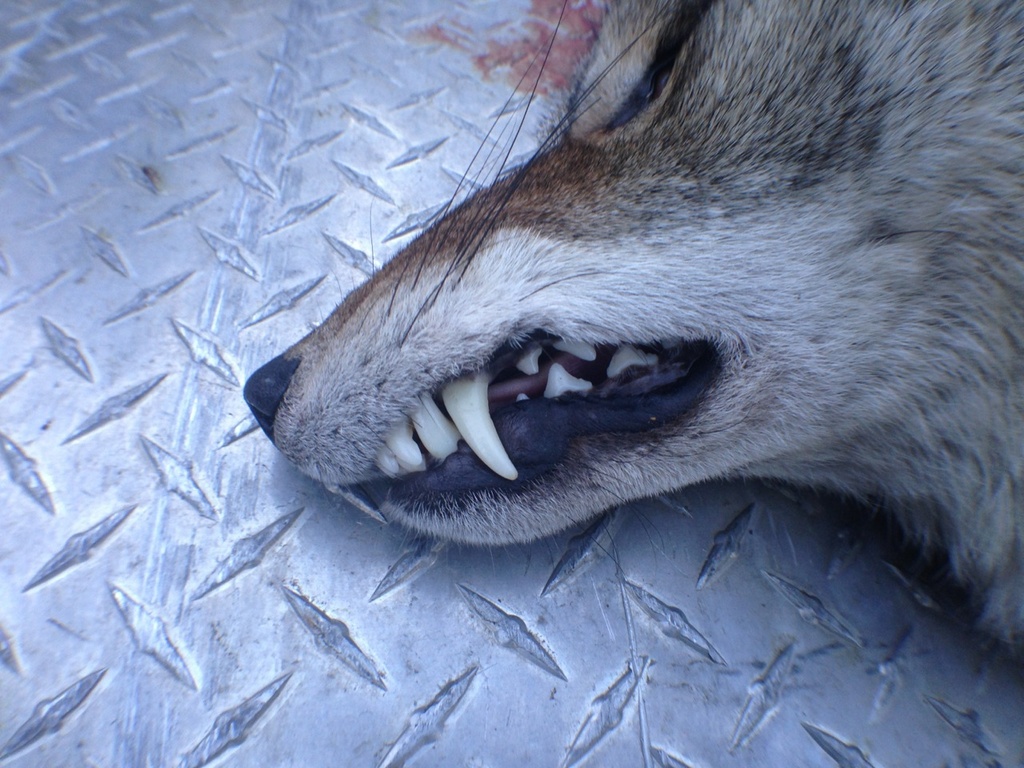 Aggressive coyotes hunted by conservation officer | iNFOnews.ca