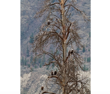 Eagles chose spawning salmon not sweets near Kamloops this Halloween | iNFOnews.ca Eagles chose spawning salmon not sweets near Kamloops this Halloween | iNFOnews.ca