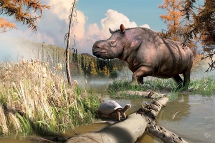 Fragments found in Yukon 46 years ago was from ancient rhinoceros | iNFOnews.ca