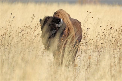 Time ticks away at wild bison genetic diversity | iNFOnews.ca Time ticks away at wild bison genetic diversity | iNFOnews.ca