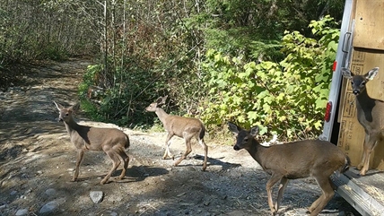 BC SPCA Wildlife rehabilitation creates 100 family reunions | iNFOnews.ca BC SPCA Wildlife rehabilitation creates 100 family reunions | iNFOnews.ca