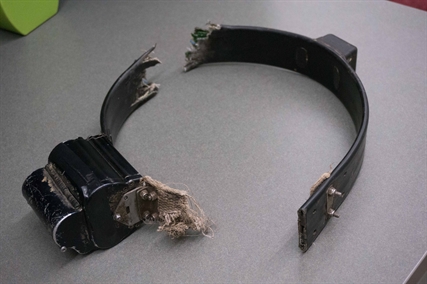 A grizzly end: Collisions between trains and bears in B.C. a sad reality | iNFOnews.ca A grizzly end: Collisions between trains and bears in B.C. a sad reality | iNFOnews.ca