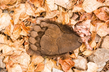 A grizzly end: Collisions between trains and bears in B.C. a sad reality | iNFOnews.ca A grizzly end: Collisions between trains and bears in B.C. a sad reality | iNFOnews.ca