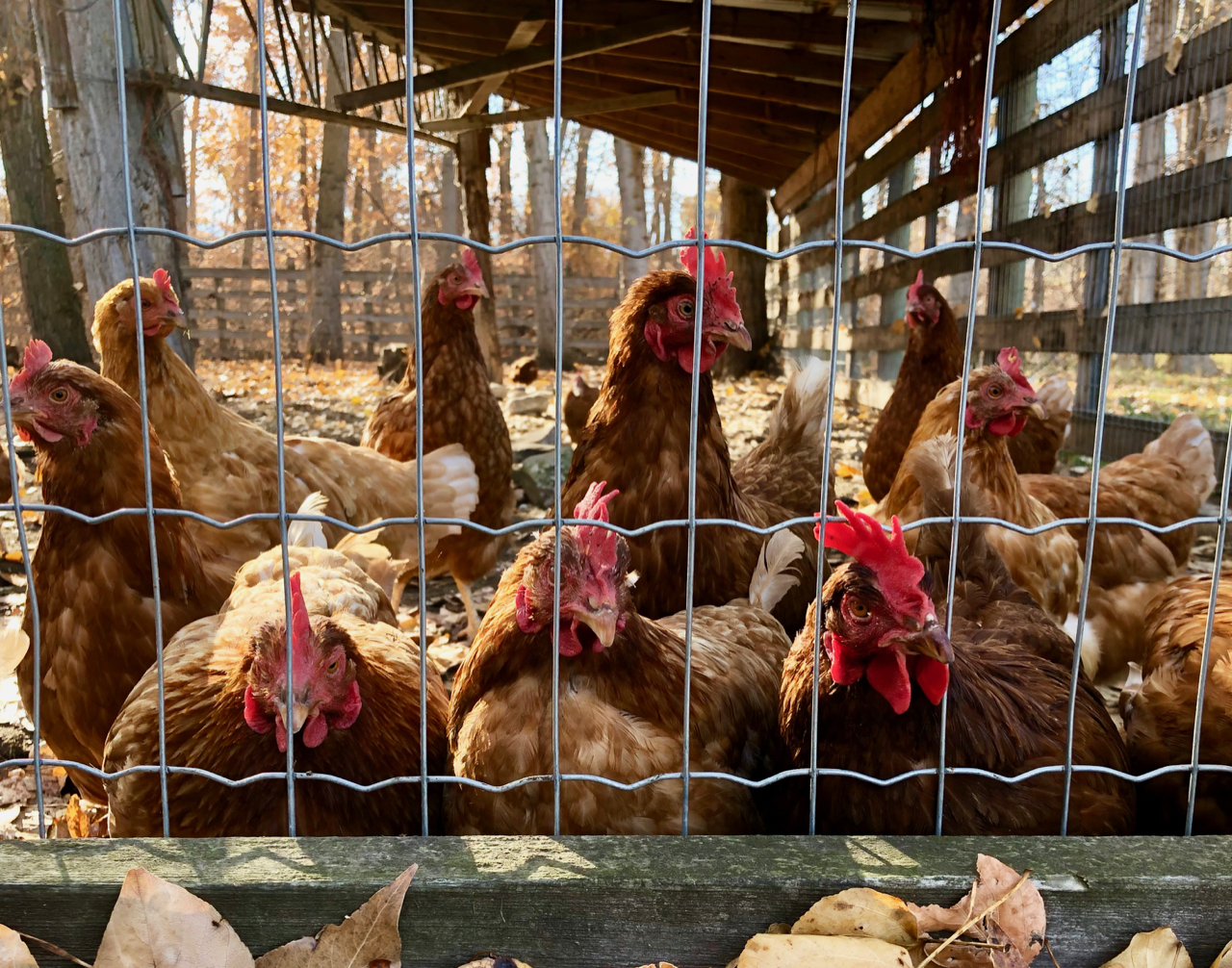 Meet local chicken farmer and entrepreneur Tyler Linttell | iNFOnews.ca