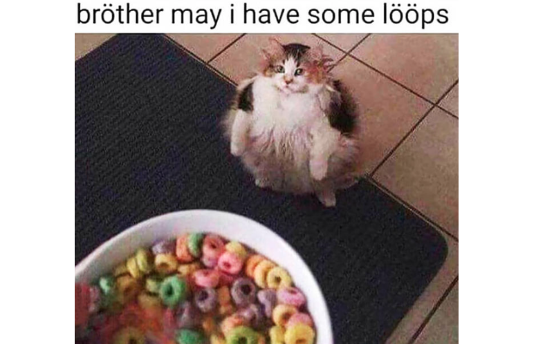 How this internet-famous cat sparked a petition to change Kamloops's name | iNFOnews.ca How this internet-famous cat sparked a petition to change Kamloops's name | iNFOnews.ca