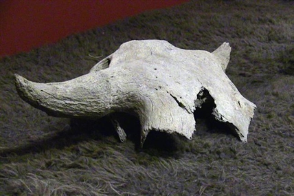 'Welcome home:' More than 2,000-year-old bison skull returned to Blackfoot | iNFOnews.ca