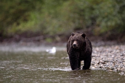 B.C. tour company ordered to pay $35K for using bait to attract bears | iNFOnews.ca