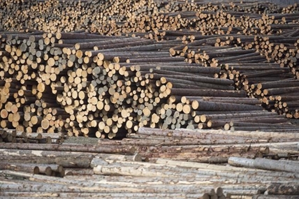 B.C. forest industry facing uncertain future as mills close across province | iNFOnews.ca