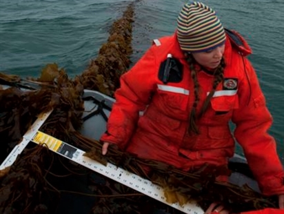 Slippery salvation: Could seaweed as cow feed help climate? | iNFOnews.ca