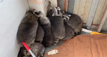TRENDING NOW: Chunky raccoons get evicted | iNFOnews.ca TRENDING NOW: Chunky raccoons get evicted | iNFOnews.ca