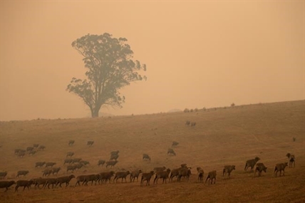 2 Aussie wildfires merge into inferno; man seriously burned | iNFOnews.ca 2 Aussie wildfires merge into inferno; man seriously burned | iNFOnews.ca