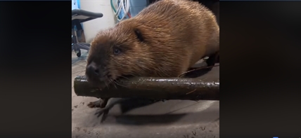 TRENDING NOW: Busy beaver becomes branch manager | iNFOnews.ca