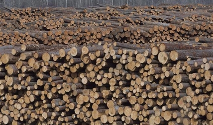 B.C. forest industry grasps for hope amid seven-month strike, shutdowns, changes | iNFOnews.ca