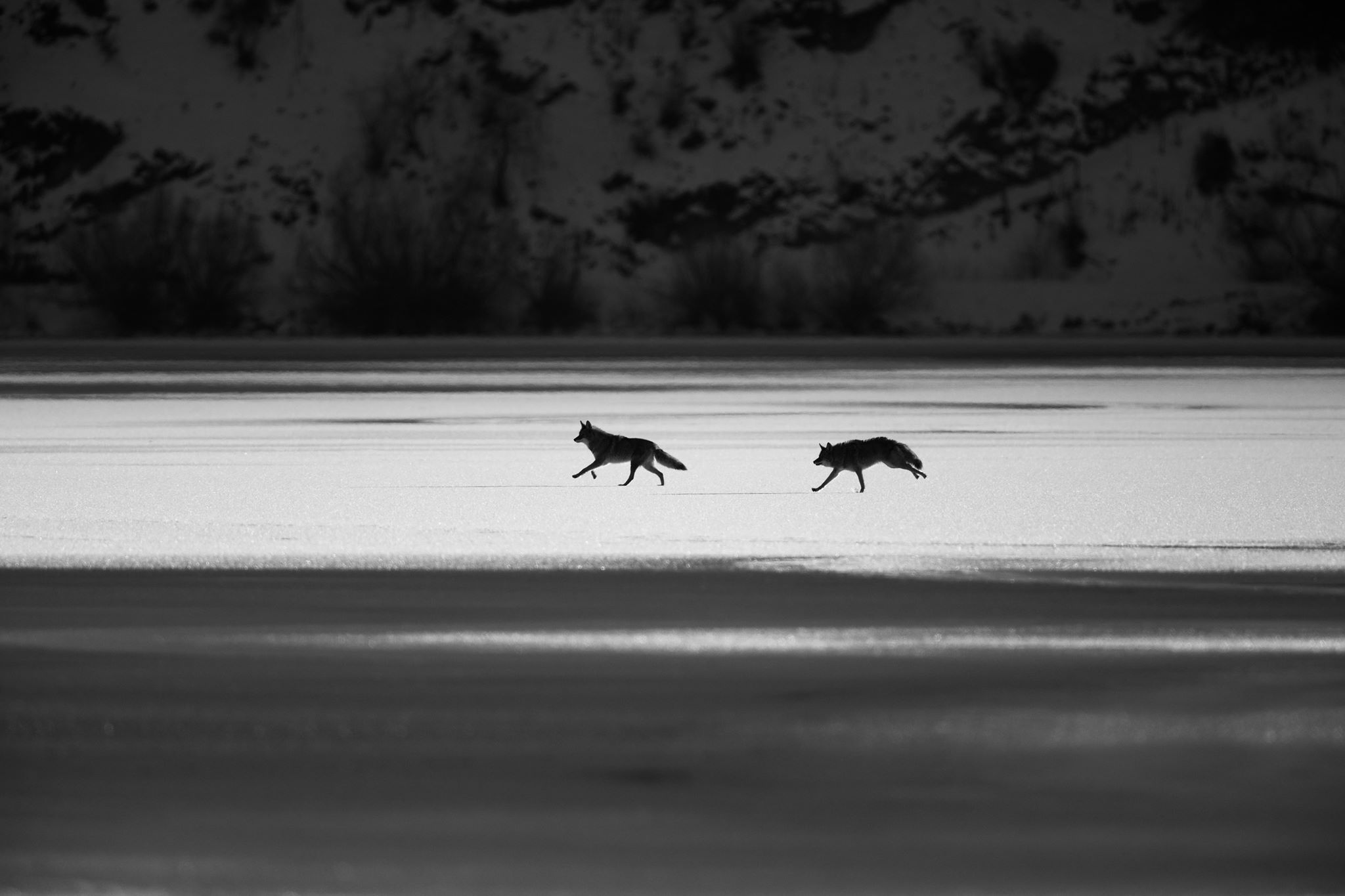 Lake Country photographer snaps photos of coyotes dashing across Wood Lake | iNFOnews.ca