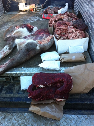 Hunter fined, regretful over illegal animal kills | iNFOnews.ca