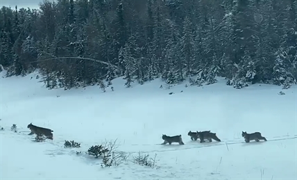 iN VIDEO: Amazing clip of mother lynx leading cubs across Manitoba highway | iNFOnews.ca