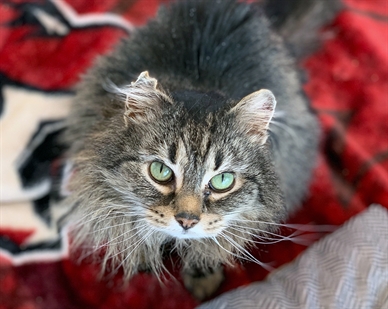 Missing cat found 800 km away from where it escaped in Cache Creek | iNFOnews.ca Missing cat found 800 km away from where it escaped in Cache Creek | iNFOnews.ca