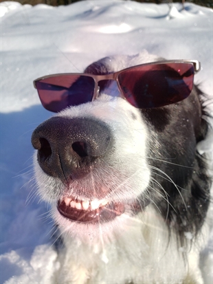 iN PHOTOS: Meet Cooper, Lumby's favourite resident | iNFOnews.ca iN PHOTOS: Meet Cooper, Lumby's favourite resident | iNFOnews.ca