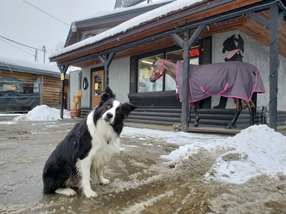 iN PHOTOS: Meet Cooper, Lumby's favourite resident | iNFOnews.ca iN PHOTOS: Meet Cooper, Lumby's favourite resident | iNFOnews.ca