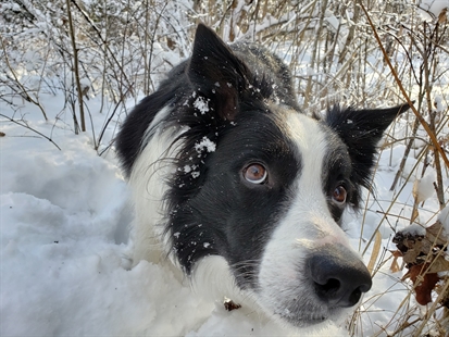 iN PHOTOS: Meet Cooper, Lumby's favourite resident | iNFOnews.ca iN PHOTOS: Meet Cooper, Lumby's favourite resident | iNFOnews.ca